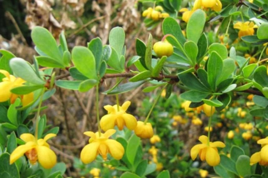 Berberis buxifolia Nana