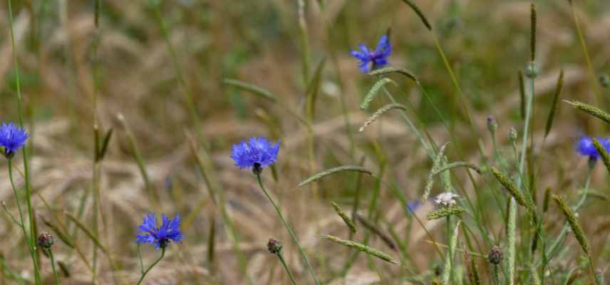 plantes messicoles