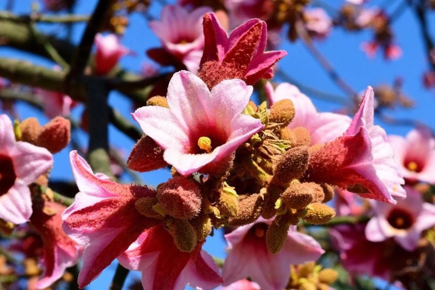 fleur de brachychiton discolor