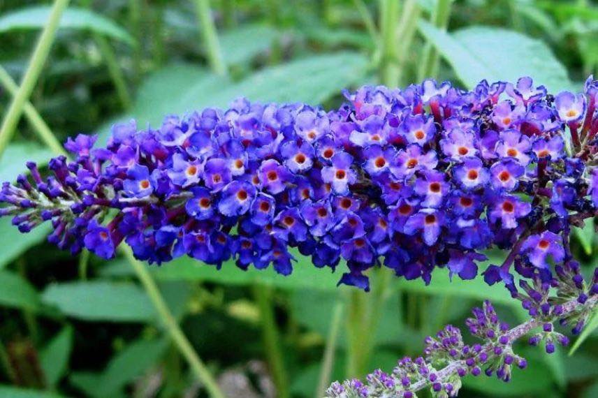 Buddleia