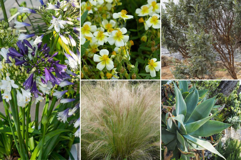 Agapanthe 'Three Sisters', jardin de bord de mer