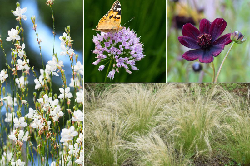 Jardin naturaliste avec l'Allium 'In Orbit'