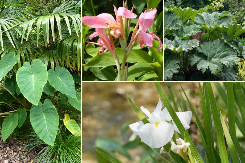 Ambiance exotique avec le Canna 'Erebus'