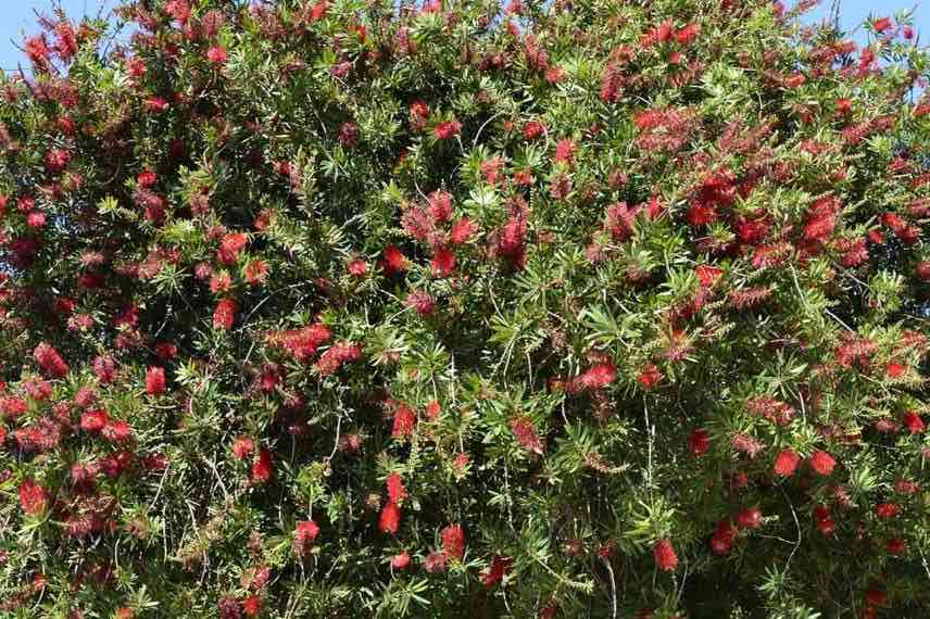 Callistemon à fleurs roses