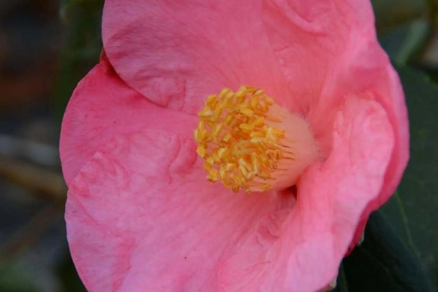 arbuste Camelia à fleurs roses
