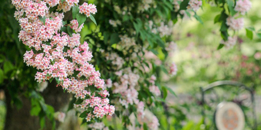 La floraison d'un Kolkwitzia