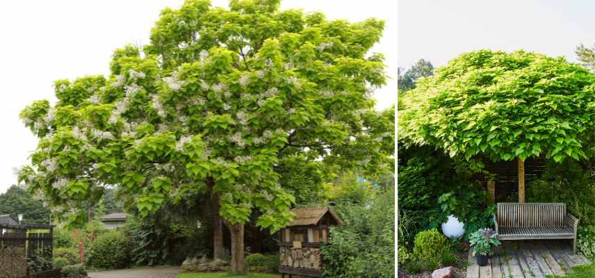 ombrage dense quel arbre