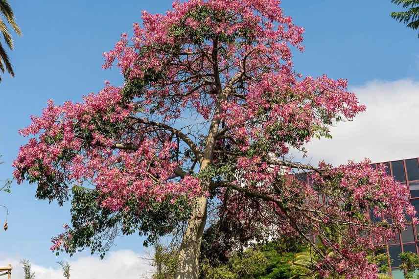 grand arbre à fleurs roses