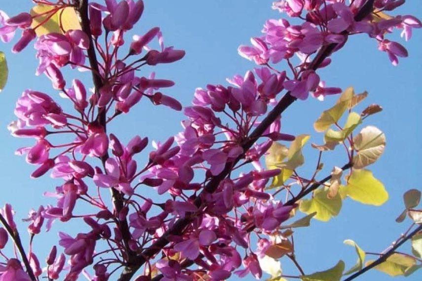 arbre de Judée à fleurs roses