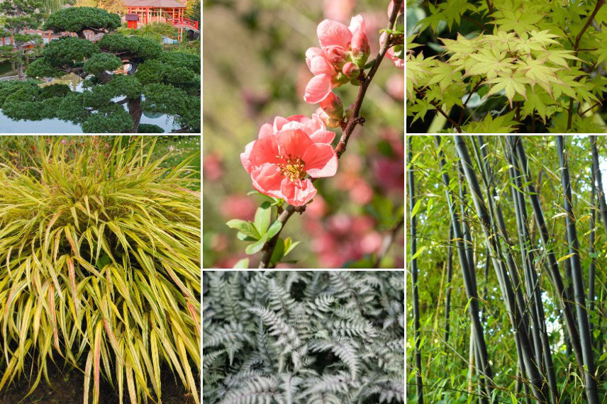Associer le cognassier du Japon : dans un jardin zen