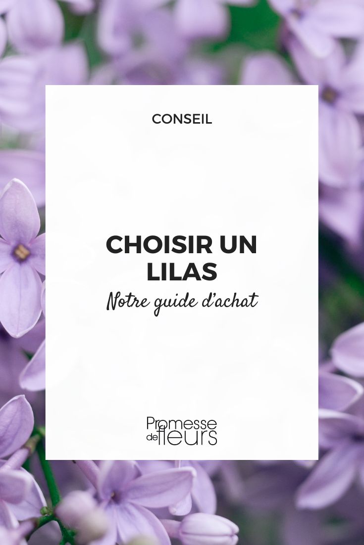 comment choisir son lilas ?