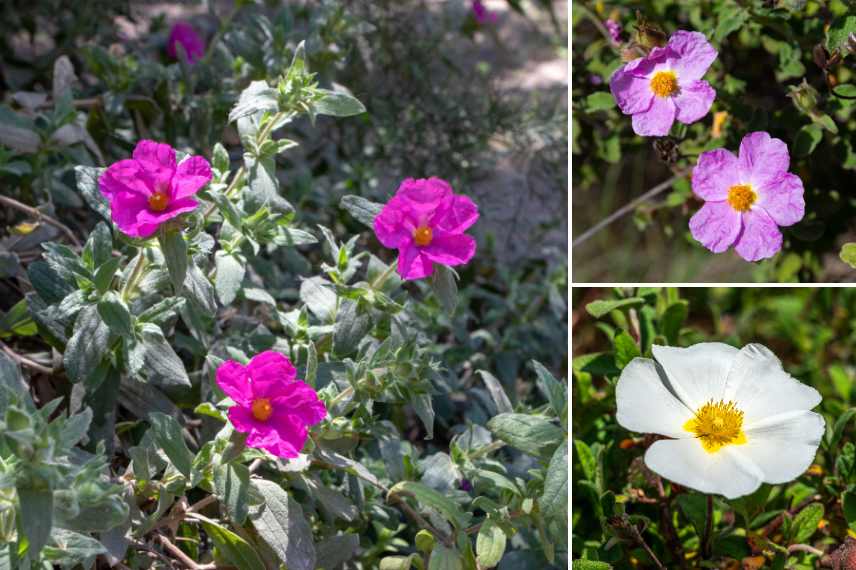 plantes emblematiques garrigue