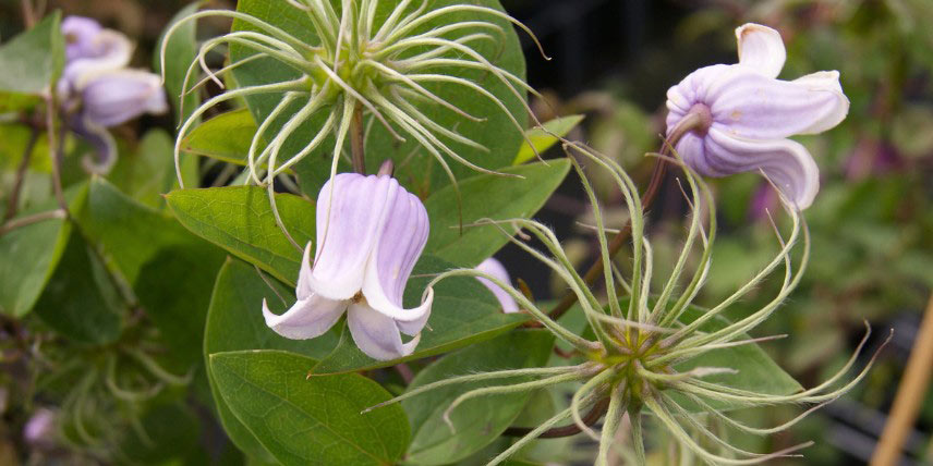 Clématite à fleurs en clochettes