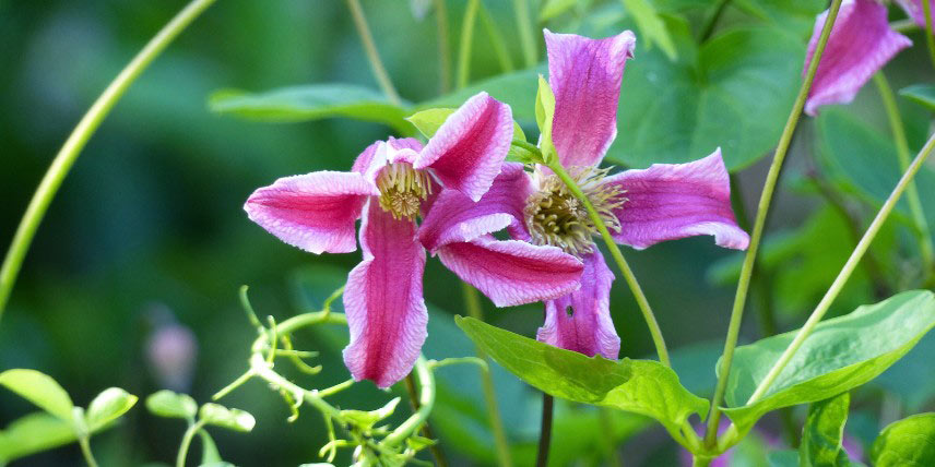 Clématite à fleurs roses