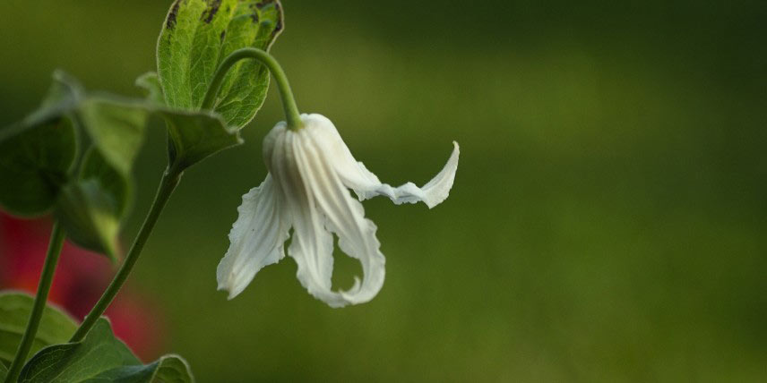 Clématite à fleurs blanches en clochettes