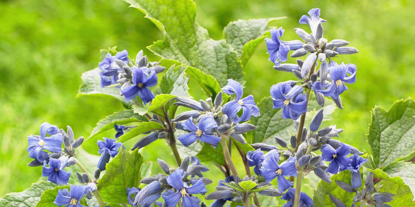 Clématite herbacée à fleurs bleues