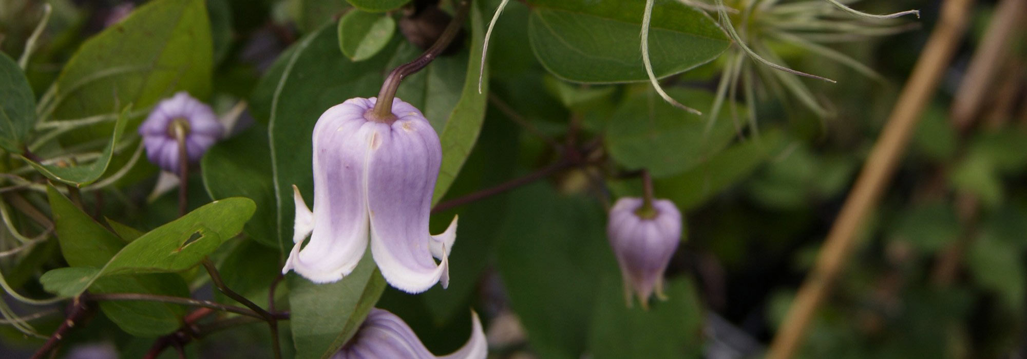 Clématites à fleurs en clochettes : notre top 5 !