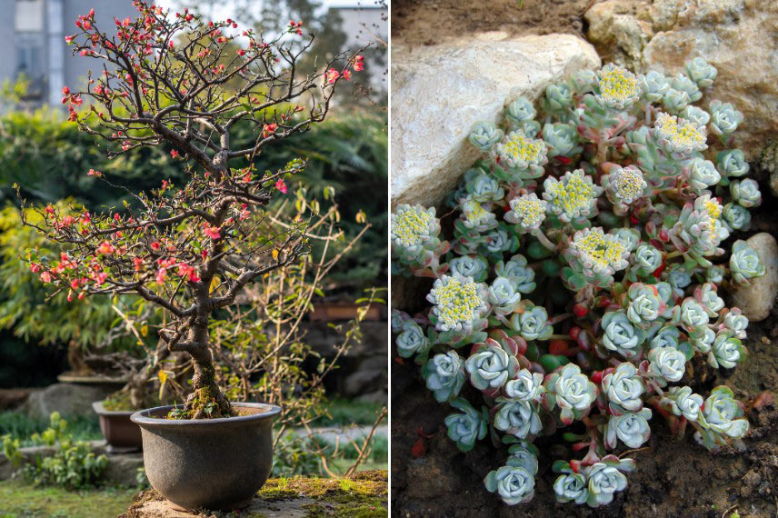 Associer un Chaenomeles taillé en bonsaï