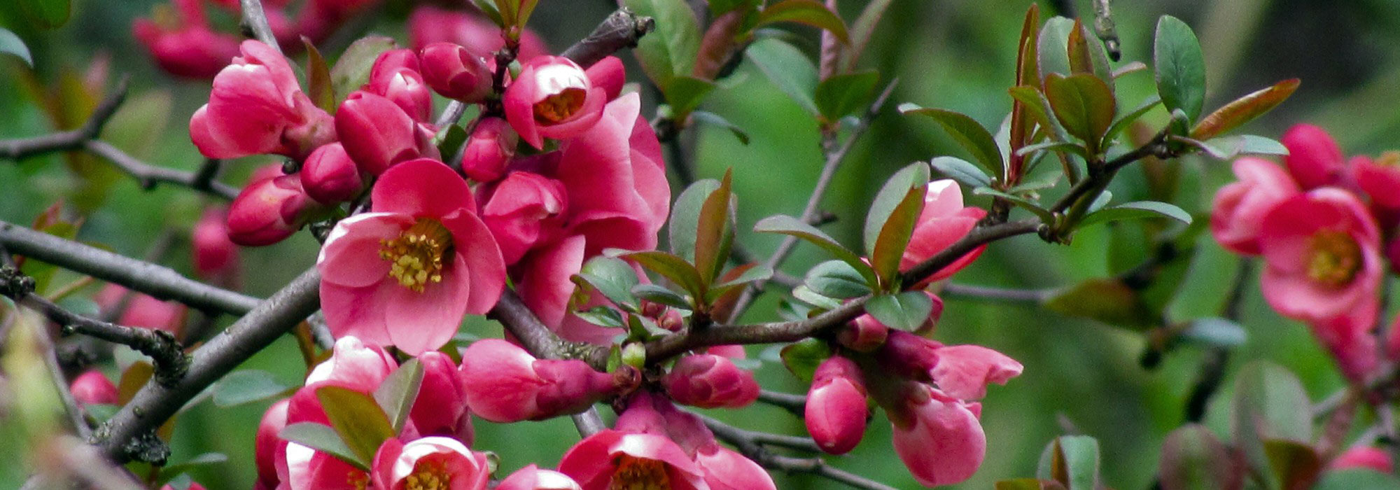 6 belles idées pour associer le cognassier du Japon