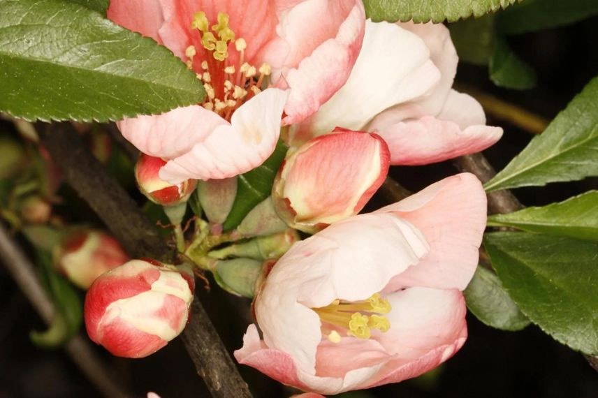 Cognassier du Japon à fleurs roses