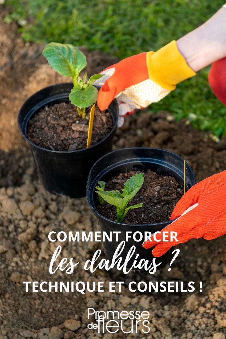 faire fleurir les dalhias