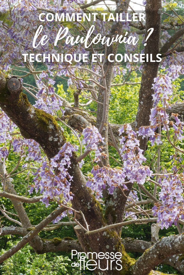 taille et coupe du paulownia