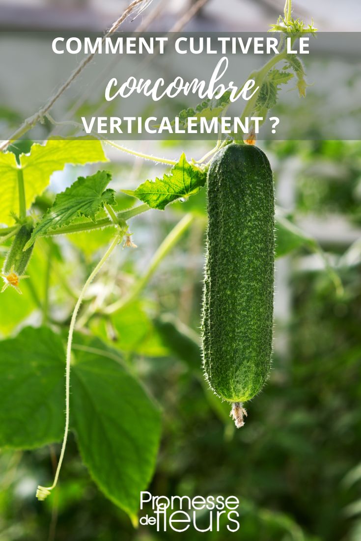 Concombre au potager : comment les cultiver verticalement ?