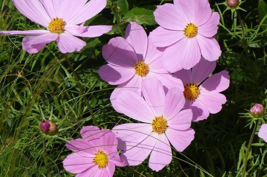 Cosmos à fleurs roses