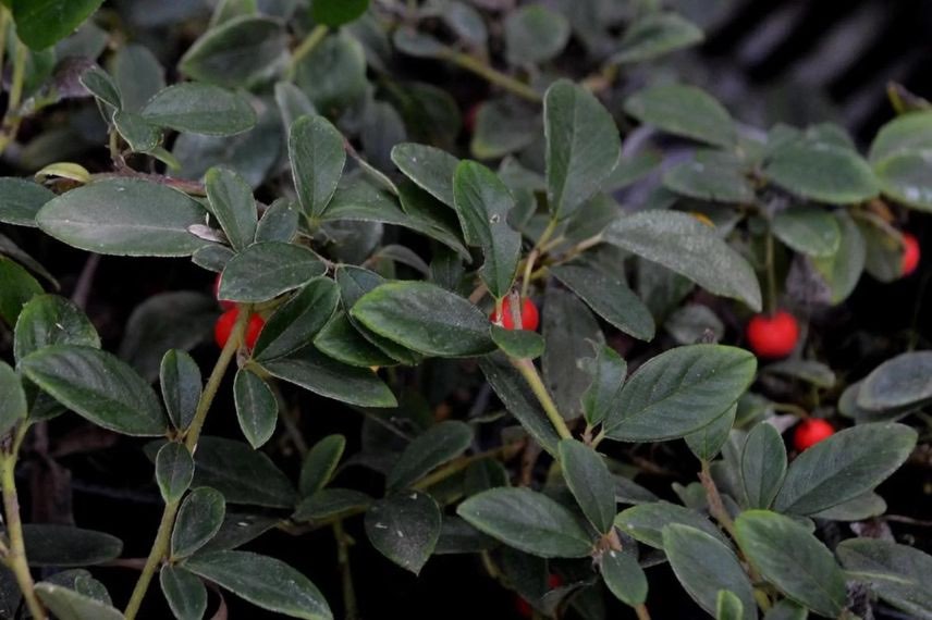 Cotoneaster dammeri