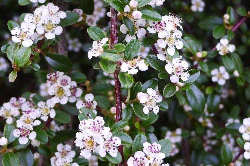 Cotoneaster