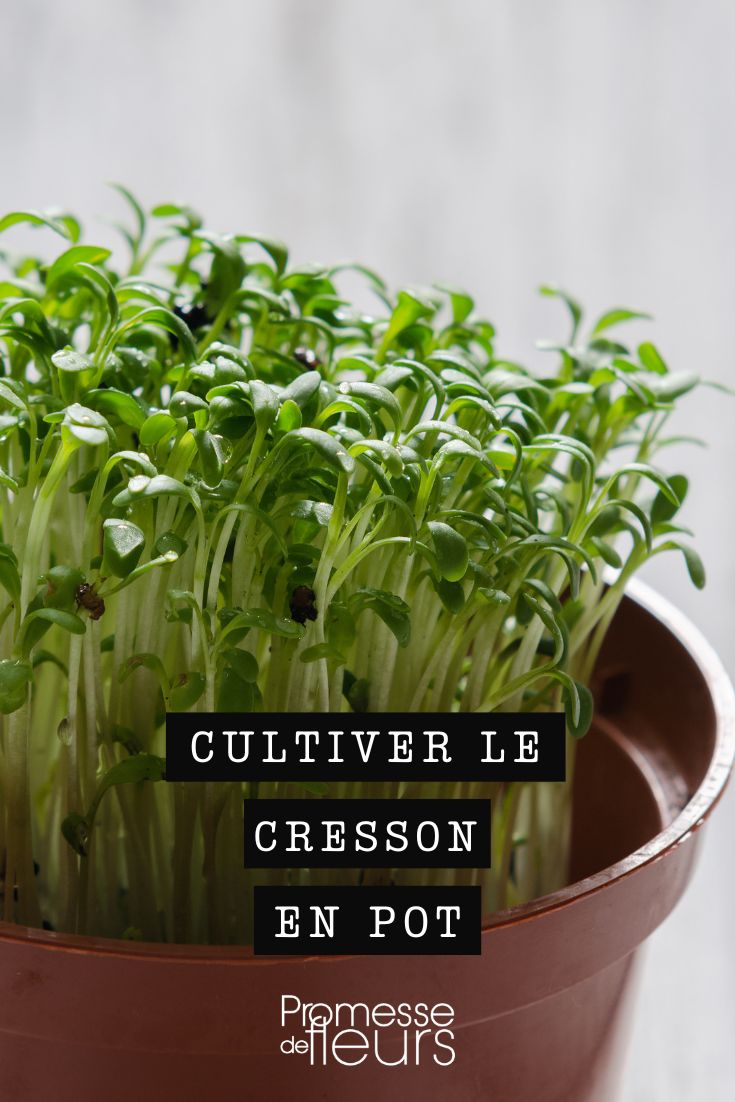 Cultiver du cresson en pot sur votre balcon