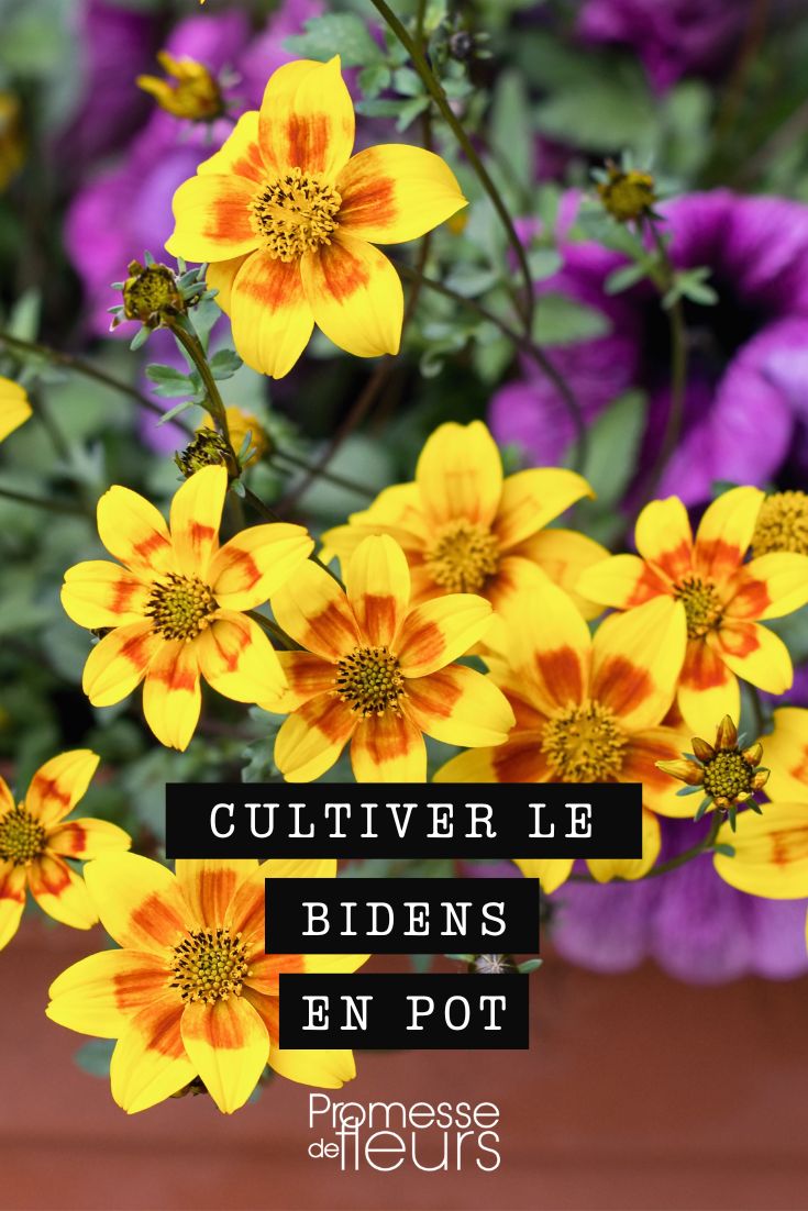 culture des bidens en jardinière