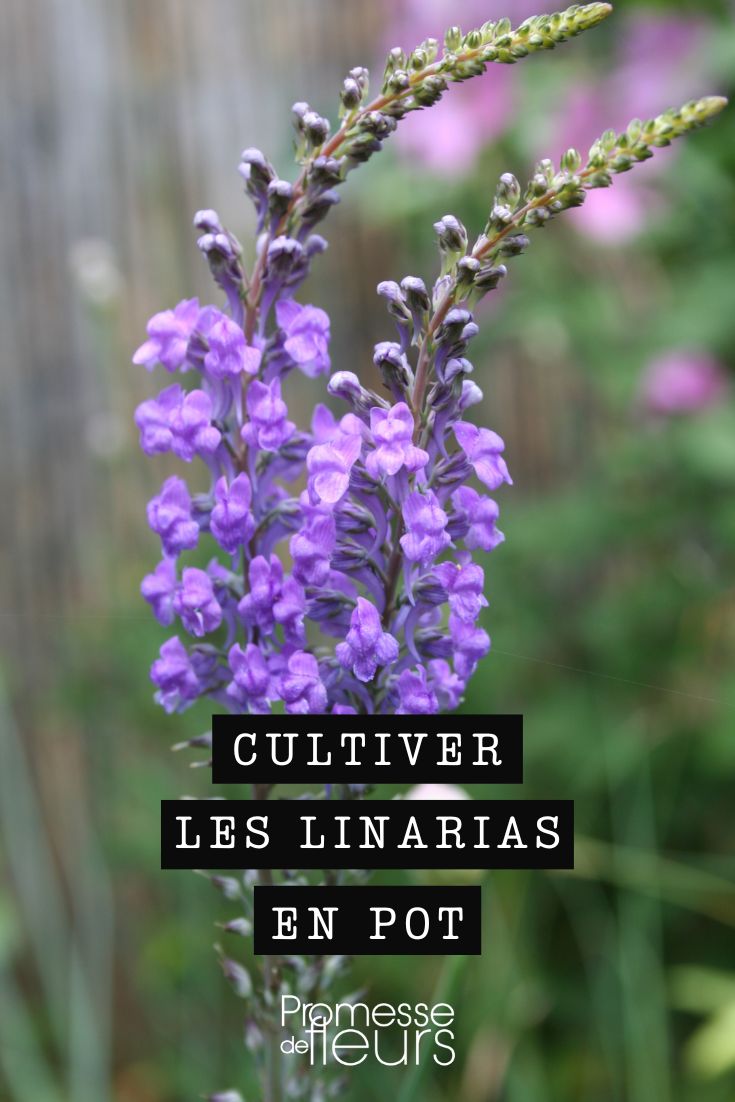 Linaria