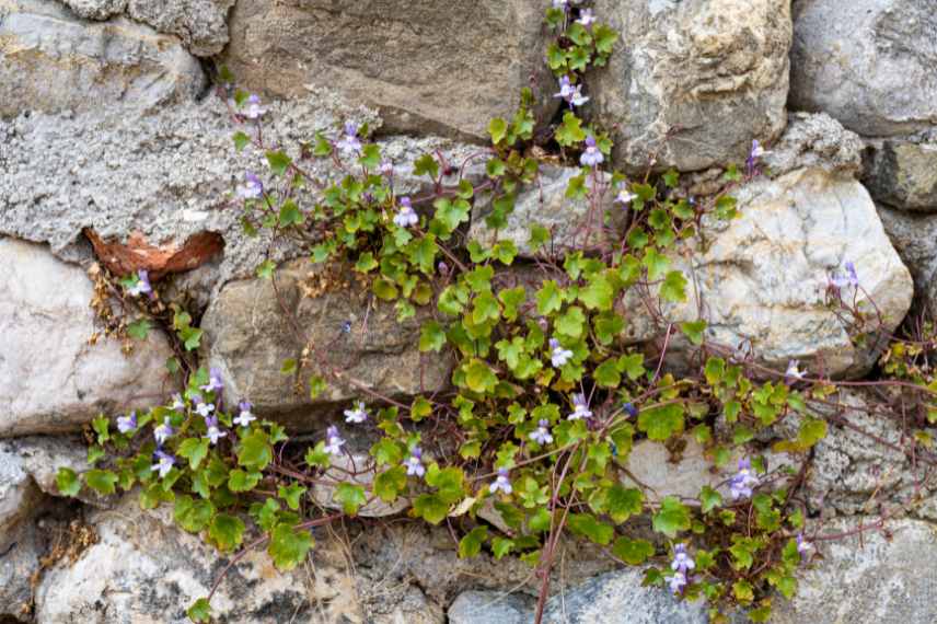 plante lithophyte