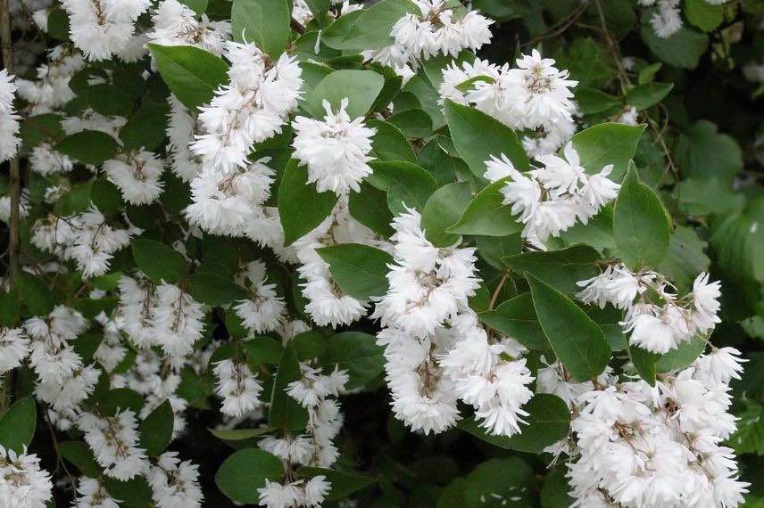 Deutzia à fleurs blanches