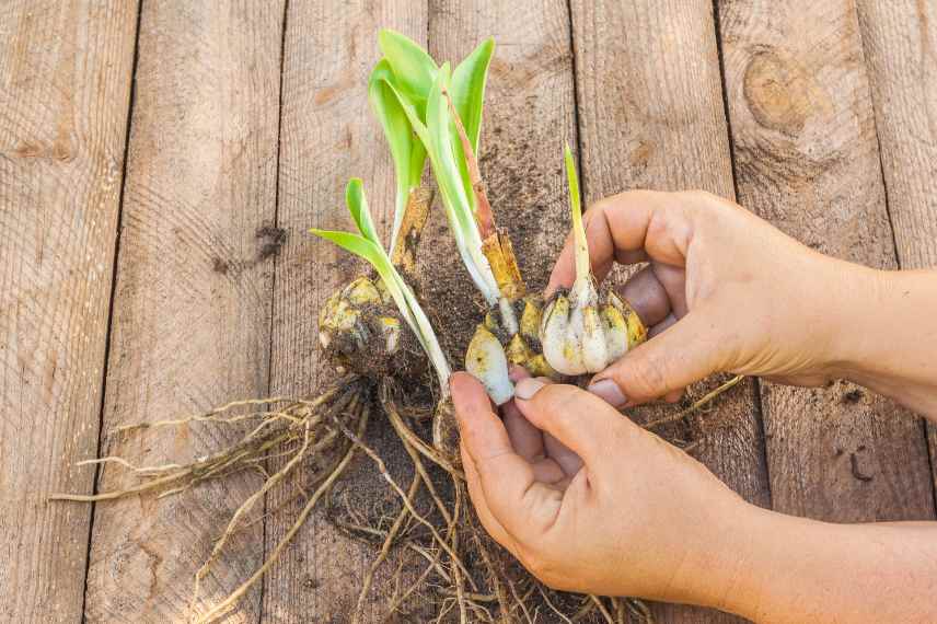 plantes gratuites comment faire obtenir