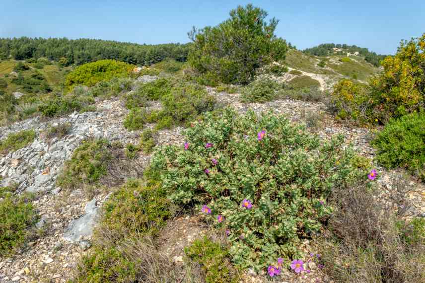 amenager jardin zone de garrigue