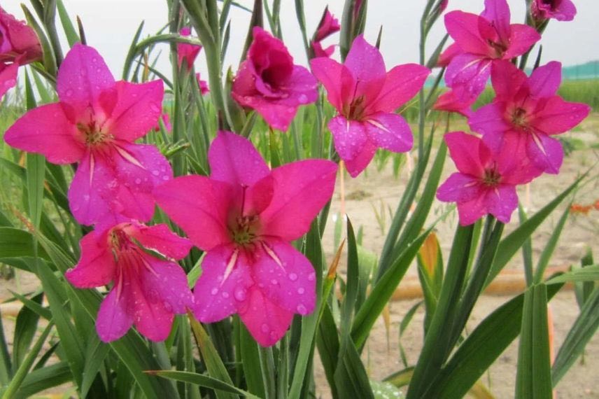 gladiolus byzantinus