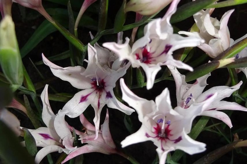 gladiolus carneus