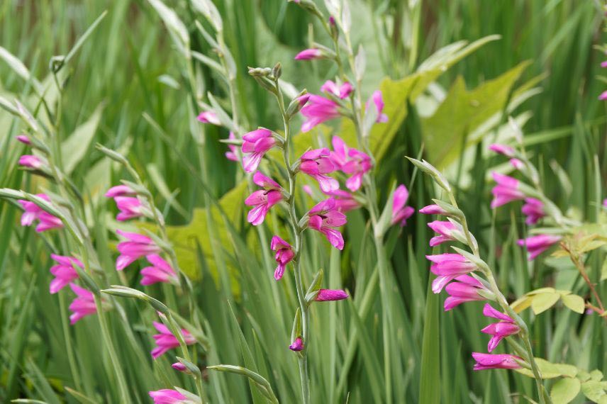 gladiolus italicus 