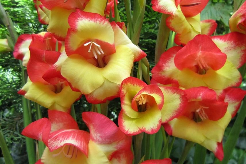 gladiolus