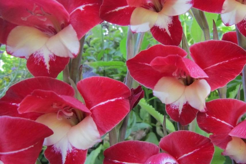 gladiolus - bulbes d'été