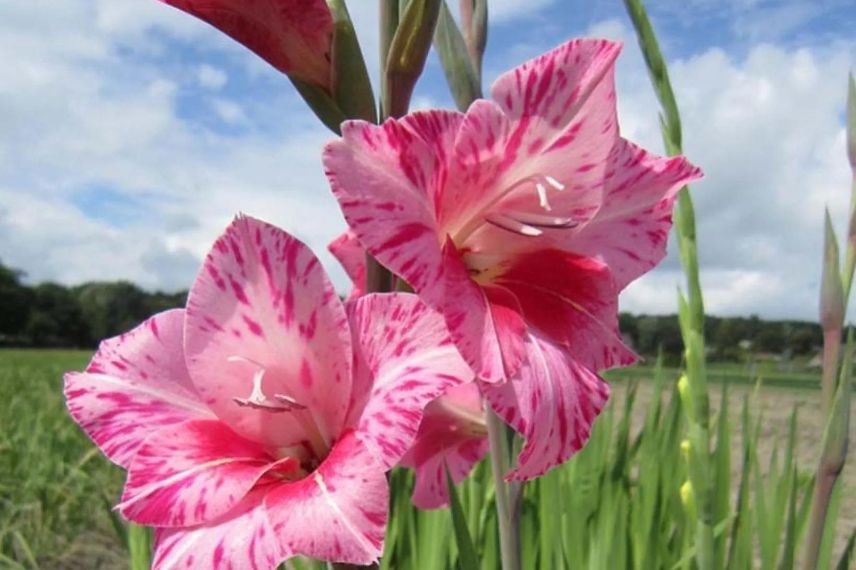 gladiolus - bulbes