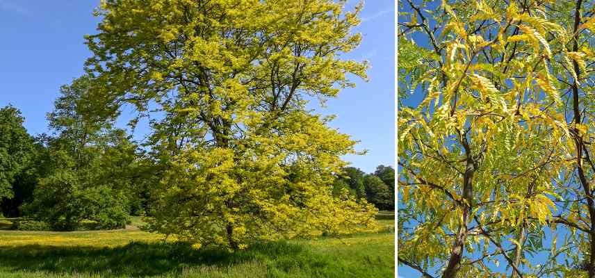 ombrage ombre Gleditsia