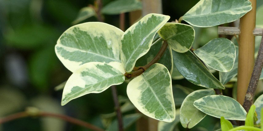 Faux-jasmin, Jasmin étoilé panaché