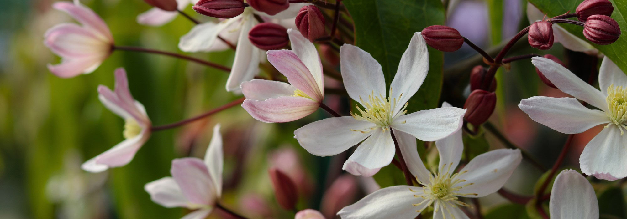 7 plantes grimpantes qui sublimeront votre jardin toute l’année