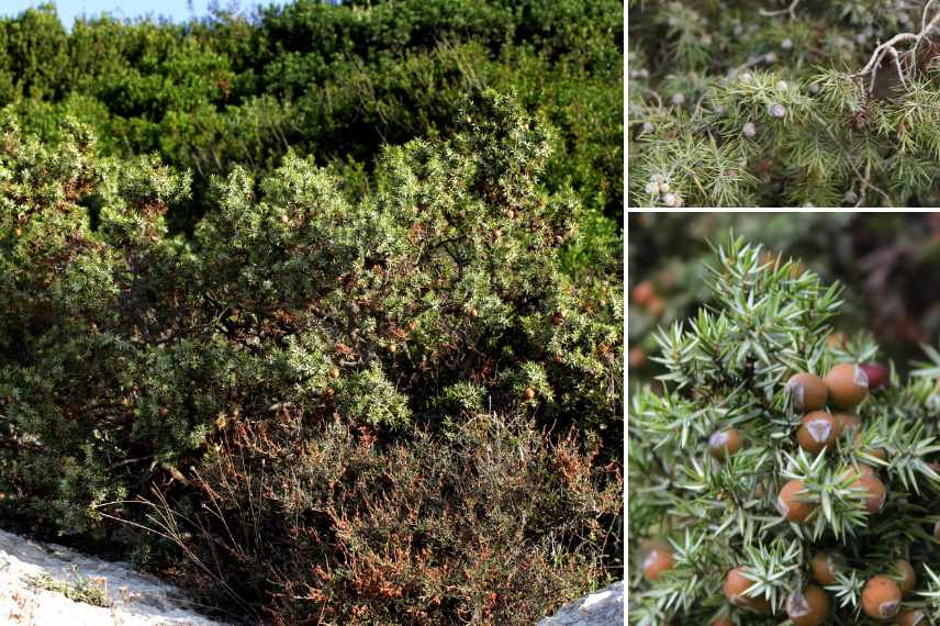 plantes typiques de la garrigue, jardin garrigue