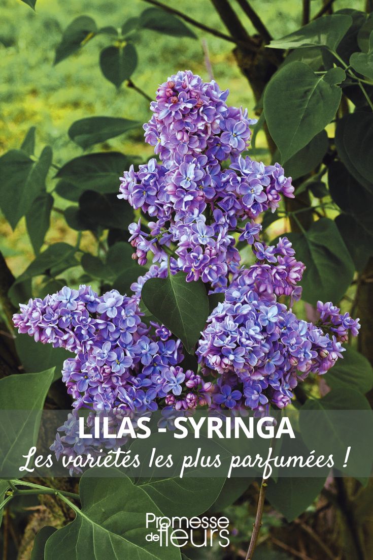 lilas 'Capitaine Baltet'