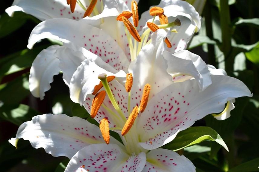 Lis à fleur blanche