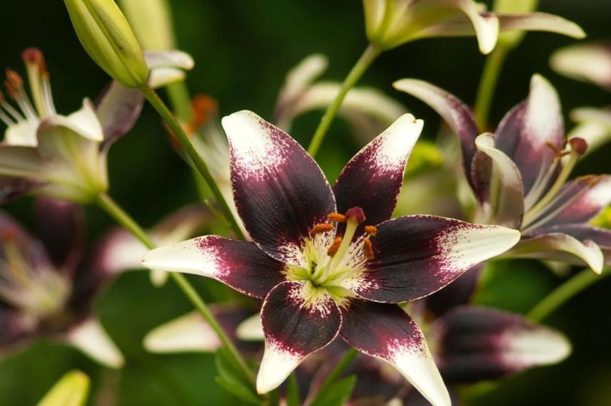 Lys à fleurs bicolores pourpre et blanc